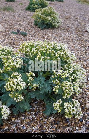 Meerkohl oder Meer Kohl - Crambe Maritima - wächst auf einem Kiesstrand in Minsmere, Suffolk Stockfoto