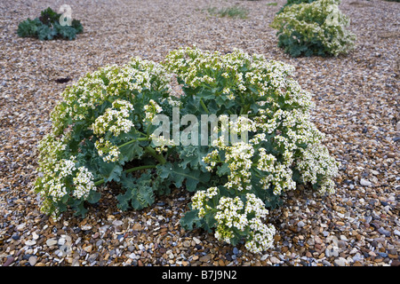 Meerkohl oder Meer Kohl - Crambe Maritima - wächst auf einem Kiesstrand in Minsmere, Suffolk Stockfoto