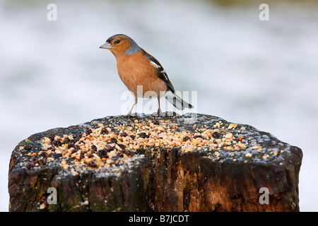 Buchfink. Fringilla Coelebs. Stockfoto