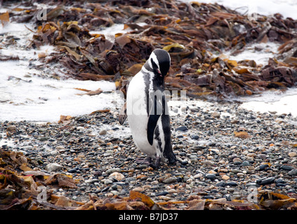 Magellanic Penguin, Spheniscus Magellanicus Ottaway Sound, Chile Stockfoto