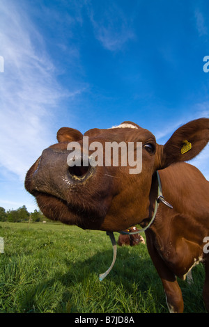 Makro einer Kuh auf der Wiese Stockfoto