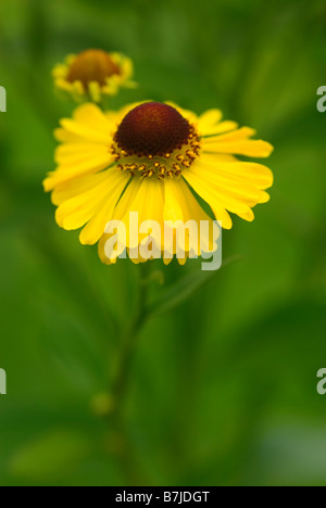 HELENIUM BRESSINGHAM GOLD Stockfoto