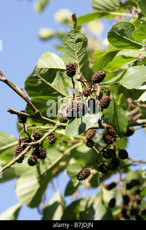 Schwarz-Erle Kätzchen, Alnus Glutinosa, Betulaceae Stockfoto