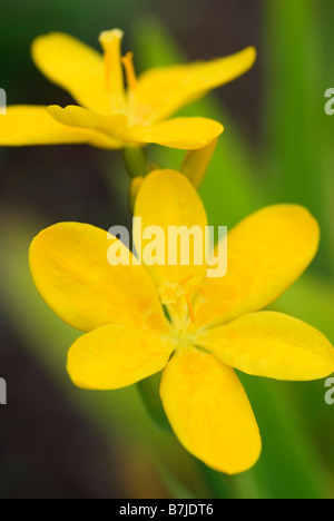 BELAMCANDA CHINENSIS HALLO GELB Stockfoto