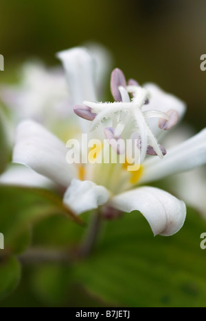 TRICYRTIS LATIFOLIA ODER AUCH BEKANNT ALS LATIFOLIA HIRTA WEIßEN TÜRME KRÖTE LILY Stockfoto