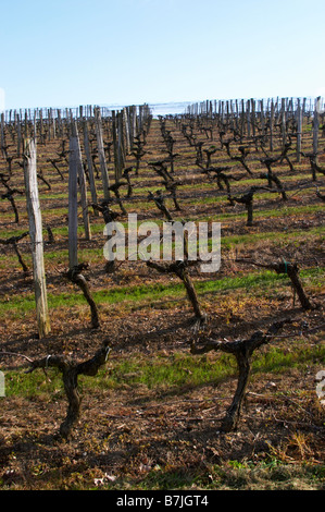 Guyot doppelte Ausbildung Weingut Château pey la tour Bordeaux Frankreich Stockfoto