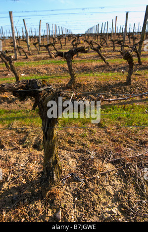 Guyot doppelte Ausbildung Weingut Château pey la tour Bordeaux Frankreich Stockfoto