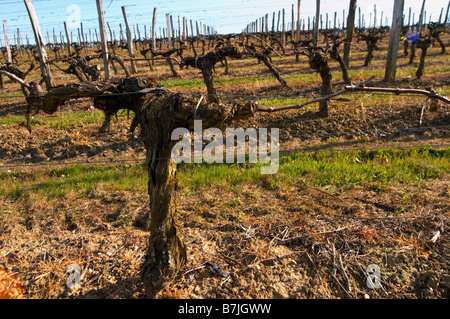 Guyot, doppelte Ausbildung Alte Rebe Weingut Château pey la tour Bordeaux Frankreich Stockfoto