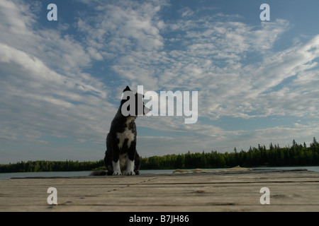 Hund auf Dock am See Katherine, keine Motorboote erlaubt.; Kanada, Manitoba, Riding Mountain National Park Stockfoto