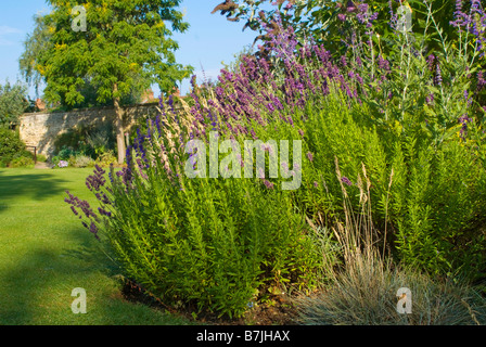 Blumen in Oxford Stockfoto