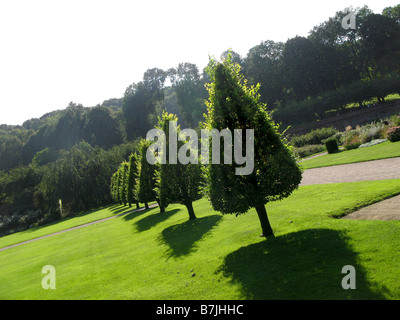 Formschnitt Bäume im Les Jardins de Valloires Abbaye de Valloires in Picardie Frankreich Stockfoto