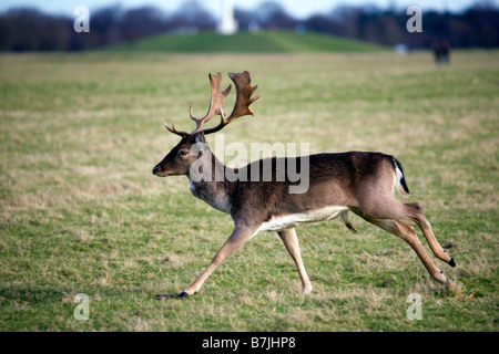 Damwild, Dama Dama, Hirsch, die quer über die 15 Hektar im Phoenix Park Dublin Stockfoto