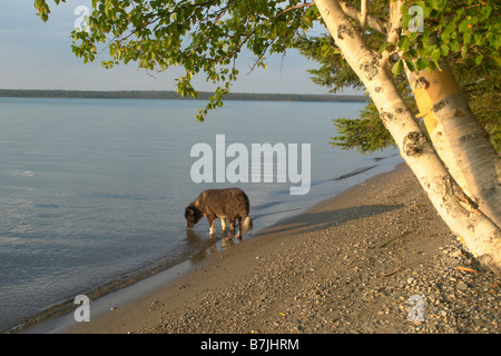 Hund trinkt aus Clear Lake; Kanada, Manitoba, Riding Mountain National Park Stockfoto