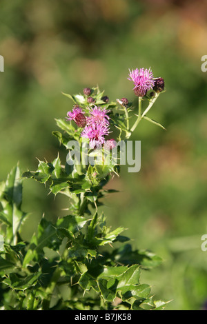 Schleichende Distel Cirsium Arvense Asteraceae Stockfoto