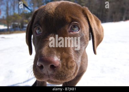 Süße Schokolade Labrador Welpen hautnah im Schnee Stockfoto