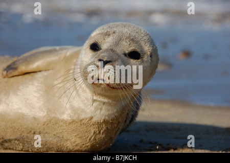 Seal Pup an einem Strand in Norfolk Stockfoto