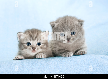 Britisch Kurzhaar Katze - Kätzchen (3 Wochen) Stockfoto