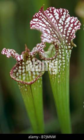 Sarracenia Leucophylla; rote, weiße und grüne Schlauchpflanze Stockfoto