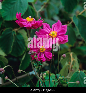 Anemone Hupehensis Var Japonica Bressingham Glow Stockfoto
