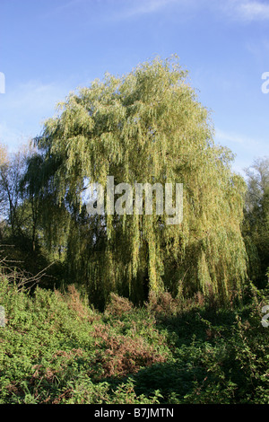 Weinende Weide, Salix Babylonica, Salicaceae Stockfoto