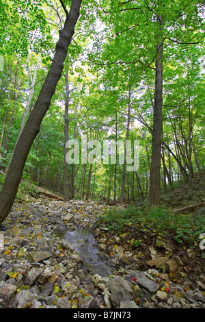 Kleiner Bach über Felsen durch Waldgebiet, Kanada, Ontario, Hamilton Stockfoto