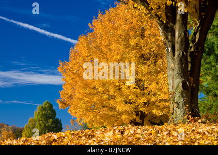 Herbstlaub in Brentwood, Tennessee USA Stockfoto