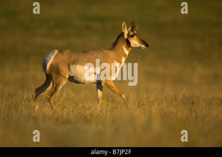 Eine Pronghorn Antilope in der späten Nachmittagssonne der Herbst auf der Hochebene Stockfoto