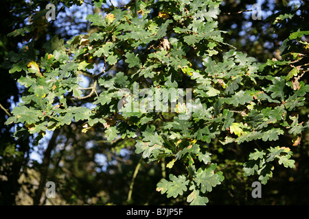 Pedunculate oder englischen Eichenlaub, Quercus Robur, Fagaceae Stockfoto