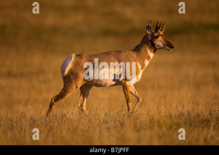 Eine Pronghorn Antilope in der späten Nachmittagssonne der Herbst auf der Hochebene Stockfoto