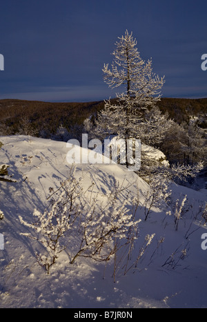 Schneebedeckten Baum Stockfoto