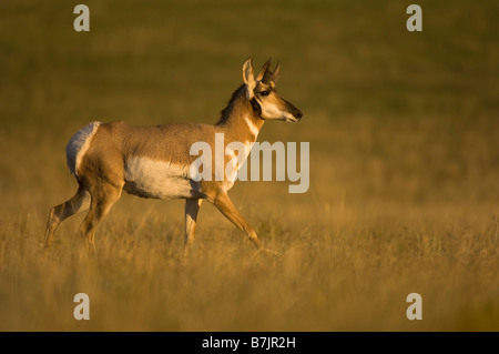 Eine Pronghorn Antilope in der späten Nachmittagssonne der Herbst auf der Hochebene Stockfoto