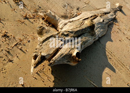 Ein Treibholz am Strand bei Sonnenuntergang, Porvoo, Finnland, Europa. Stockfoto