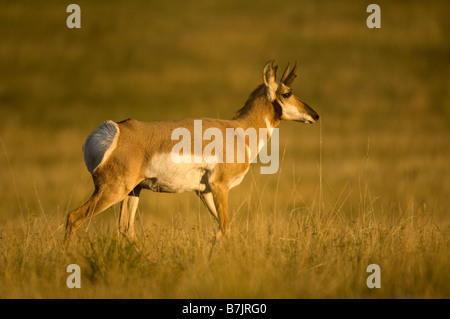 Eine Pronghorn Antilope in der späten Nachmittagssonne der Herbst auf der Hochebene Stockfoto