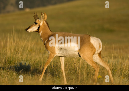 Eine Pronghorn Antilope in der späten Nachmittagssonne der Herbst auf der Hochebene Stockfoto