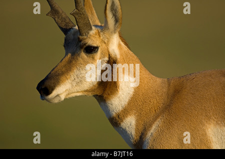 Eine Pronghorn Antilope in der späten Nachmittagssonne der Herbst auf der Hochebene Stockfoto