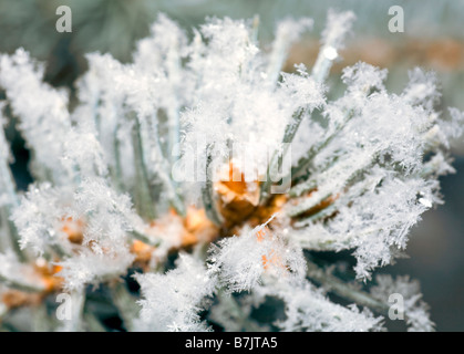 Schöne glänzende Raureif auf Zweig (Makro) Stockfoto