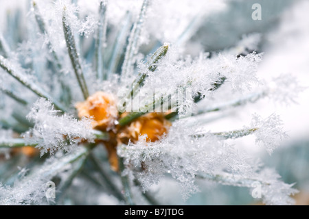 Schöne glänzende Raureif auf Zweig (Makro) Stockfoto