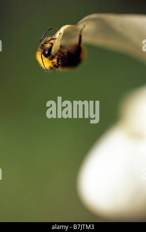 Bumble Bee hängt an einer Cypripedium Blume, England Stockfoto