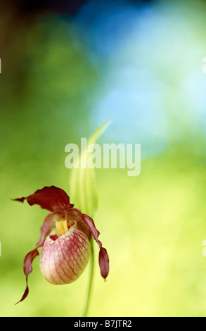 Cypripedium Gisela; Frauenschuh Orchidee Stockfoto