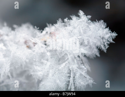 Schöne glänzende Raureif auf Zweig (Makro) Stockfoto