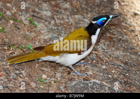 Blau-faced Honigfresser Stockfoto