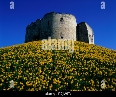 Cliffords Turm Stein runden Turm weiter Motte Hügel Narzissen blühen Ansicht aus niedrigen Winkel YORK NORTH YORKSHIRE ENGLAND Stockfoto