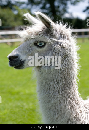 Lama Stockfoto