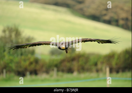 Juvenile Weißkopfseeadler im Flug an Abbotsbury Swannery Stockfoto
