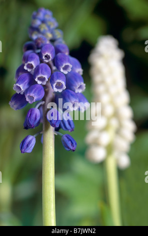 Muscari Armenicum und Botryoides album Stockfoto