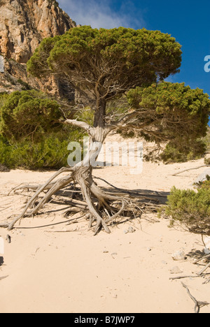 Seltsam geformte Wacholder growin aus dem Sand, Ibiza, Spanien Stockfoto