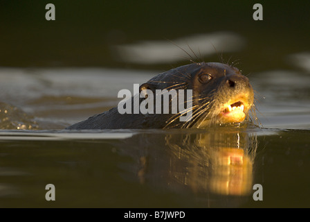 Riesigen Fluss Otter Pteronura brasiliensis Stockfoto