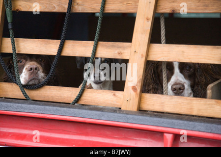 Hund s Nase stossen zwischen hölzernen Stäben des Käfigs gebaut auf der Rückseite einen Pickup-truck Stockfoto