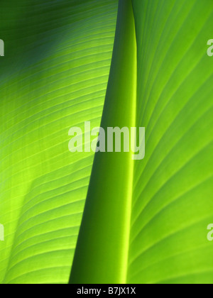 Das Blatt einer Bananenpflanze Musa basjoo Stockfoto