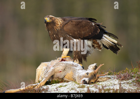 Steinadler Aquila Chrysaetos sitting on Top of Kadaver toter Rehe im Schnee im winter Stockfoto